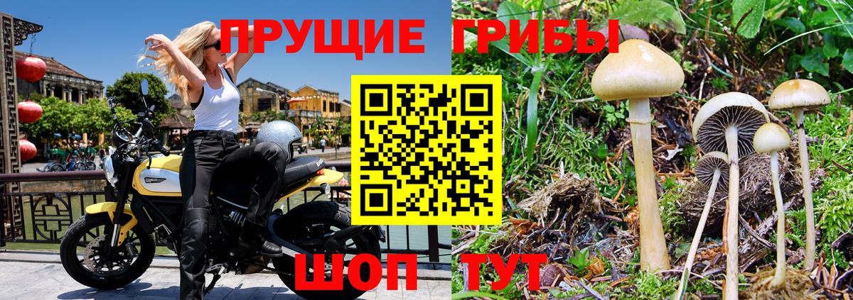 Псилоцибиновые грибы Psilocybe  Вход с VPN  Хасавюрт 